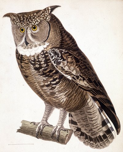 Raptor: African owl. 19th century engraving by Unknown artist