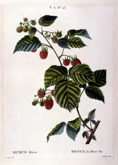 Raspberry and fruit: 19th century botanical board. by Unknown artist