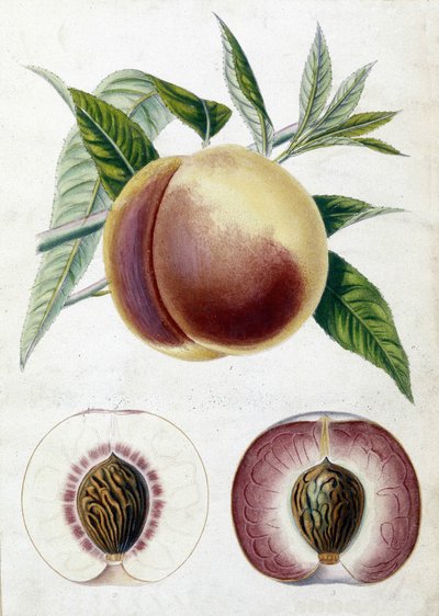 White Peach by Unknown artist