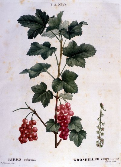 A gooseberry: 19th century botanical board. by Unknown artist