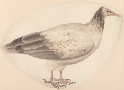 An Egyptian Vulture by Unknown artist