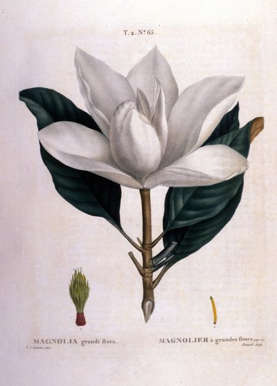 Botanical Board: Magnolia by Unknown artist