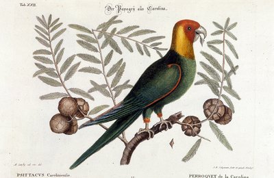 Ornithology: Carolina Parrot (Psittacus caroliniensis) by Unknown artist