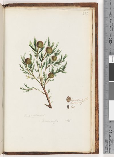 Page 253. Euphorbiaceae / Ricinocarpus ...? / Wedding Bush by Unknown artist