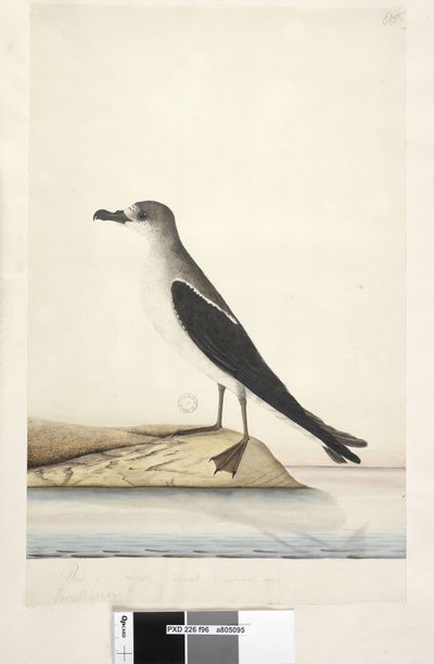 Page 96. Bird of Norfolk Island by Unknown artist