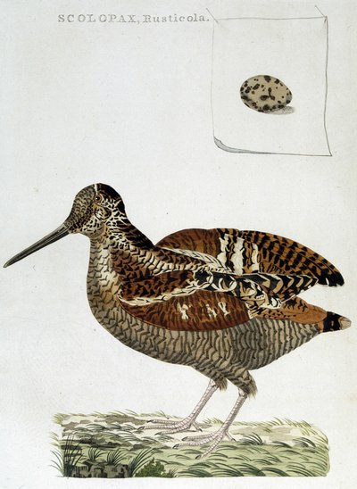 Woodcoat and egg (scolopax rusticola) - engraving by Unknown artist