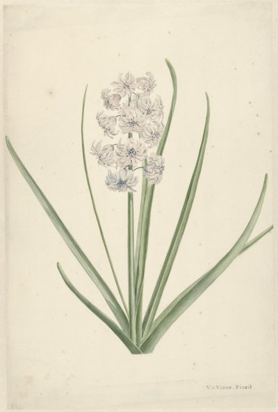 White-Light Blue Hyacinth by Vincent Jansz. van der Vinne