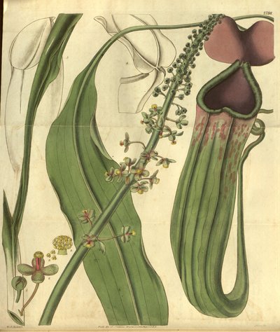Nepenthes khasiana from Curtis