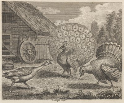 The Peacock, the Turkey, and the Goose by W. Grainger