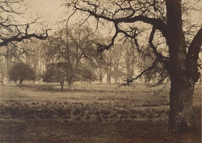 Windsor Park, Deer Feeding by W. H. Nicholl