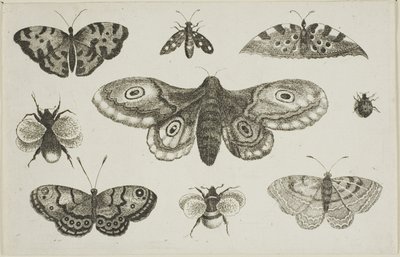 A Moth, Butterflies, and Bees by Wenceslaus Hollar