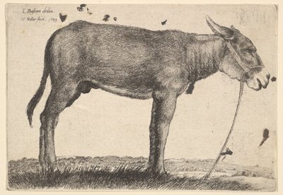 Donkey by Wenceslaus Hollar