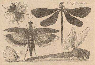 Dragonflies and a Bumble Bee by Wenceslaus Hollar