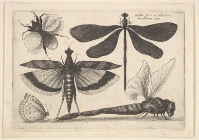 Dragonflies and a Bumble Bee by Wenceslaus Hollar