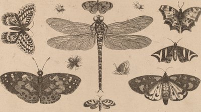Dragonfly, Ladybirds, and Butterflies by Wenceslaus Hollar