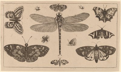 Dragonfly, Ladybirds, and Butterflies by Wenceslaus Hollar
