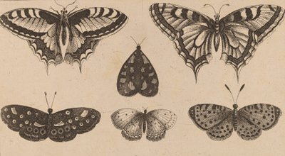 Five Butterflies and a Moth by Wenceslaus Hollar
