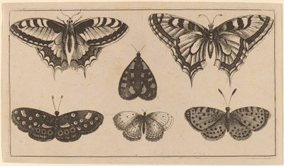 Five Butterflies and a Moth by Wenceslaus Hollar