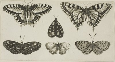 Five Butterflies and a Moth by Wenceslaus Hollar