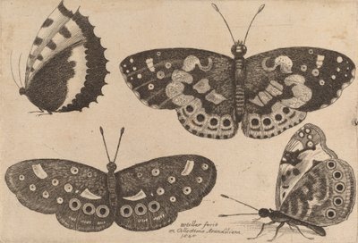 Four Butterflies, 1646 by Wenceslaus Hollar