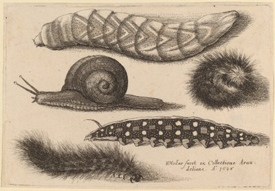 Four Caterpillars and a Snail by Wenceslaus Hollar