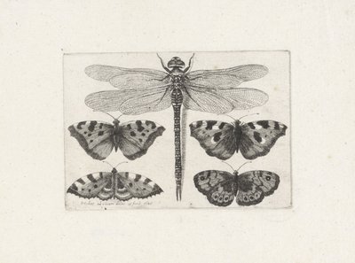 Dragonfly and Four Butterflies by Wenceslaus Hollar