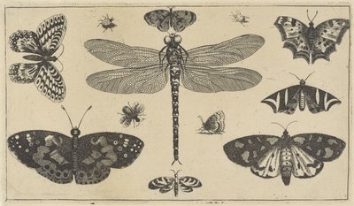 Dragonfly, Ladybugs, and Butterflies (Various Insects) by Wenceslaus Hollar