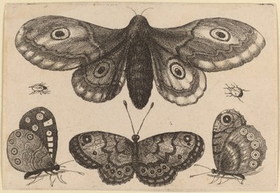 Moth, Three Butterflies, and Two Beetles by Wenceslaus Hollar