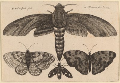 Moth and Three Butterflies by Wenceslaus Hollar