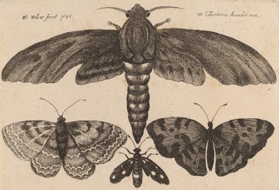Moth and Three Butterflies by Wenceslaus Hollar