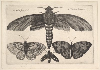 Moth and Three Butterflies by Wenceslaus Hollar