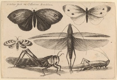 Six Insects by Wenceslaus Hollar