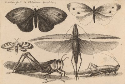 Six Insects by Wenceslaus Hollar