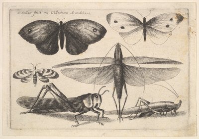 Six Insects by Wenceslaus Hollar