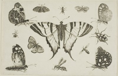 Swallow-Tailed Butterfly and Twelve Other Insects by Wenceslaus Hollar