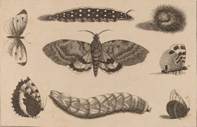 Three Caterpillars, a Moth, and Four Butterflies by Wenceslaus Hollar