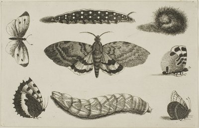 Three Caterpillars, a Moth, and Four Butterflies by Wenceslaus Hollar