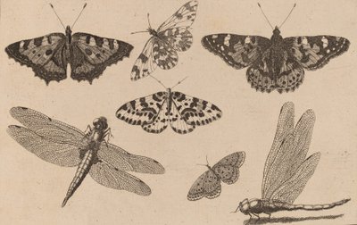 Two Dragonflies and Five Butterflies by Wenceslaus Hollar