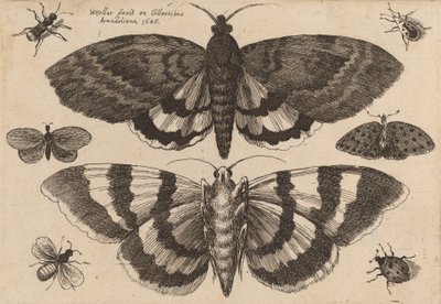 Two Moths and Six Insects by Wenceslaus Hollar