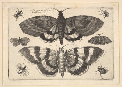 Two Moths and Six Insects by Wenceslaus Hollar