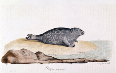 Seal by Werner Werner