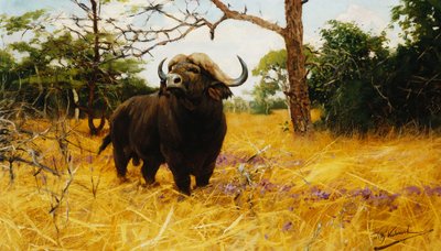 A Kaffir Buffalo in Prairie Grass by Wilhelm Kuhnert