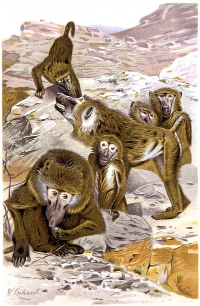 Baboons by Wilhelm Kuhnert