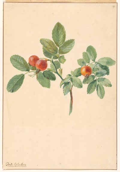 Branch with Rose Hips by Willem van Leen (attributed to)