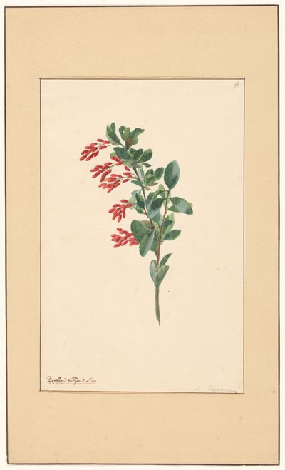 Branch of a Barberry by Willem van Leen (attributed to)