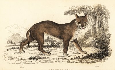 Canadian lynx, Lynx canadensis, 1834 (engraving) by William Alexander Forbes