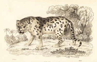 Jaguar, Panthera onca (engraving) by William Alexander Forbes