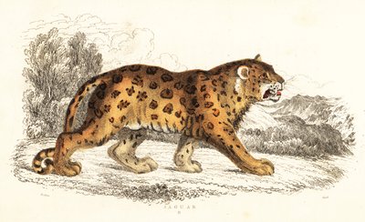 Jaguar, Panthera onca (engraving) by William Alexander Forbes