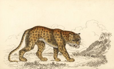 Leopard, Panthera pardus, Vulnerable, 1834 (engraving) by William Alexander Forbes