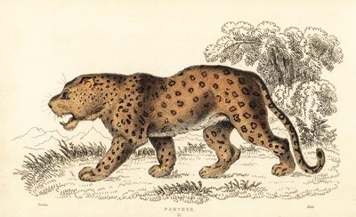 Leopard, Panthera pardus, vulnerable, 1834 (engraving) by William Alexander Forbes